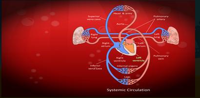 Circulatory, Lymphatic Systems screenshot 3