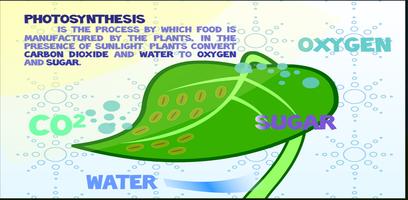 Flow of Energy in  Ecosystem poster