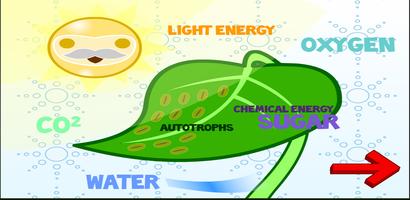 Flow of Energy in  Ecosystem screenshot 2