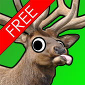 Elk Murder HD