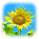 Difuminar Borde de Foto APK