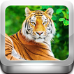 Escape Game -Tiger Zone