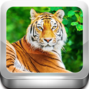 Escape Game -Tiger Zone APK