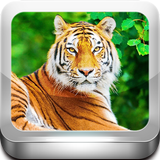 Escape Game -Tiger Zone icône