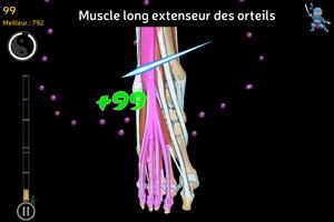 Anatomy Ninja Lower Limb Affiche