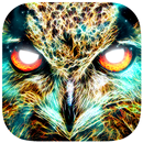 APK Shamanic Oracle Cards