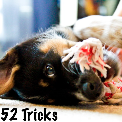 52 Dog Training Routines and T