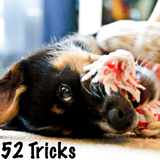 52 Dog Training Routines and Tricks icône