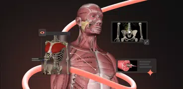 Anatomy by M&M