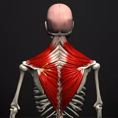 Скачать Anatomy by Muscle & Motion APK