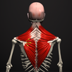 Anatomy by M&M APK