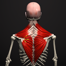 Anatomy by Muscle & Motion APK