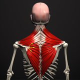 Anatomy by Muscle & Motion APK