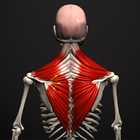 Anatomy-icoon