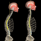 Kyphosis icon