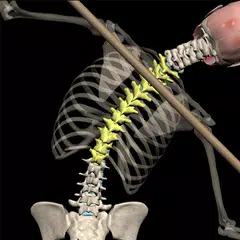 Posture by Muscle & Motion APK 下載