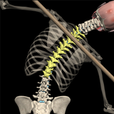 Posture by Muscle & Motion