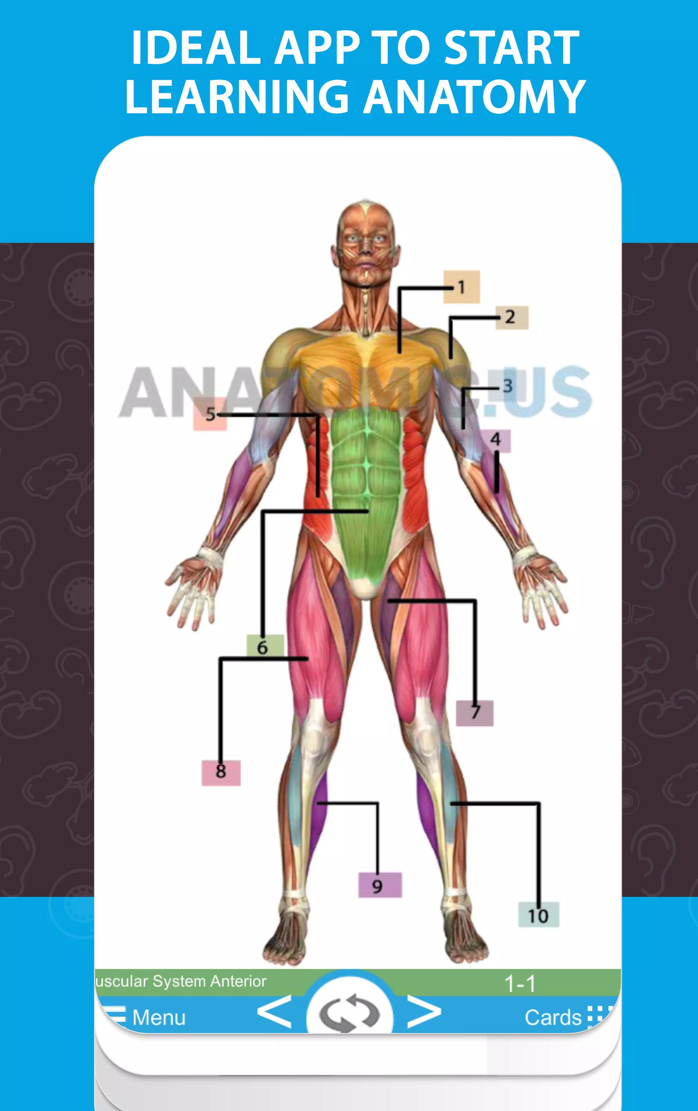Android İndirme için Anatomi Flaş Kartları APK