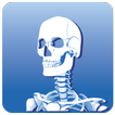 Prowise Skeleton 3D