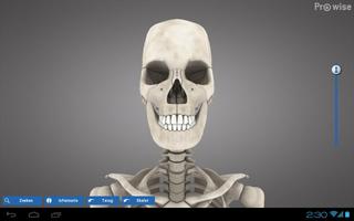 Prowise Skeleton 3D poster