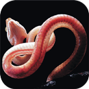 Snakes of India APK