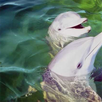Dolphins Jigsaw Puzzle APK