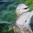 Dolphins Jigsaw Puzzle APK
