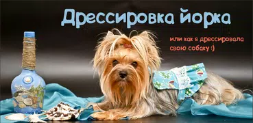 Дрессировка собак и собачек))
