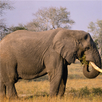 Elephant Jigsaw Puzzle APK