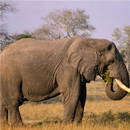 Elephant Jigsaw Puzzle APK