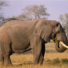 Elephant Jigsaw Puzzle 图标