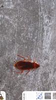 La Cucaracha capture d'écran 2