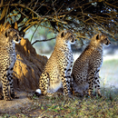 APK Leopard Jigsaw