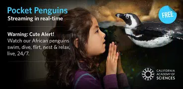 Pocket Penguins