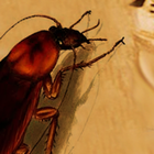 cucaracha icône