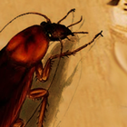 cucaracha ikon