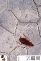 cucaracha syot layar 1