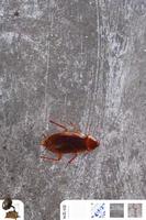 cucaracha syot layar 2