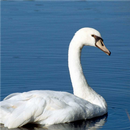Swan Jigsaw APK