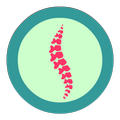 Scoliosis Advice