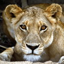 Wild Lion Jigsaw APK