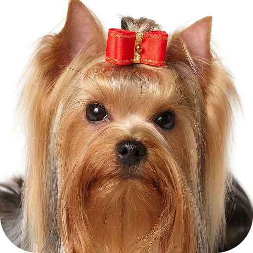 El Yorkshire Terrier