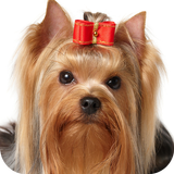 El Yorkshire Terrier ikona