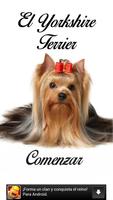 Poster El Yorkshire Terrier