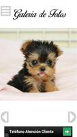 برنامه‌نما El Yorkshire Terrier عکس از صفحه