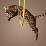 Как дрессировать кошку