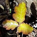 Learn to Recognise Poison Oak APK