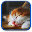 Cute Live Wallpaper