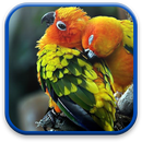 Oiseaux Fonds d'écran Animés APK