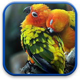 آیکون‌ Birds